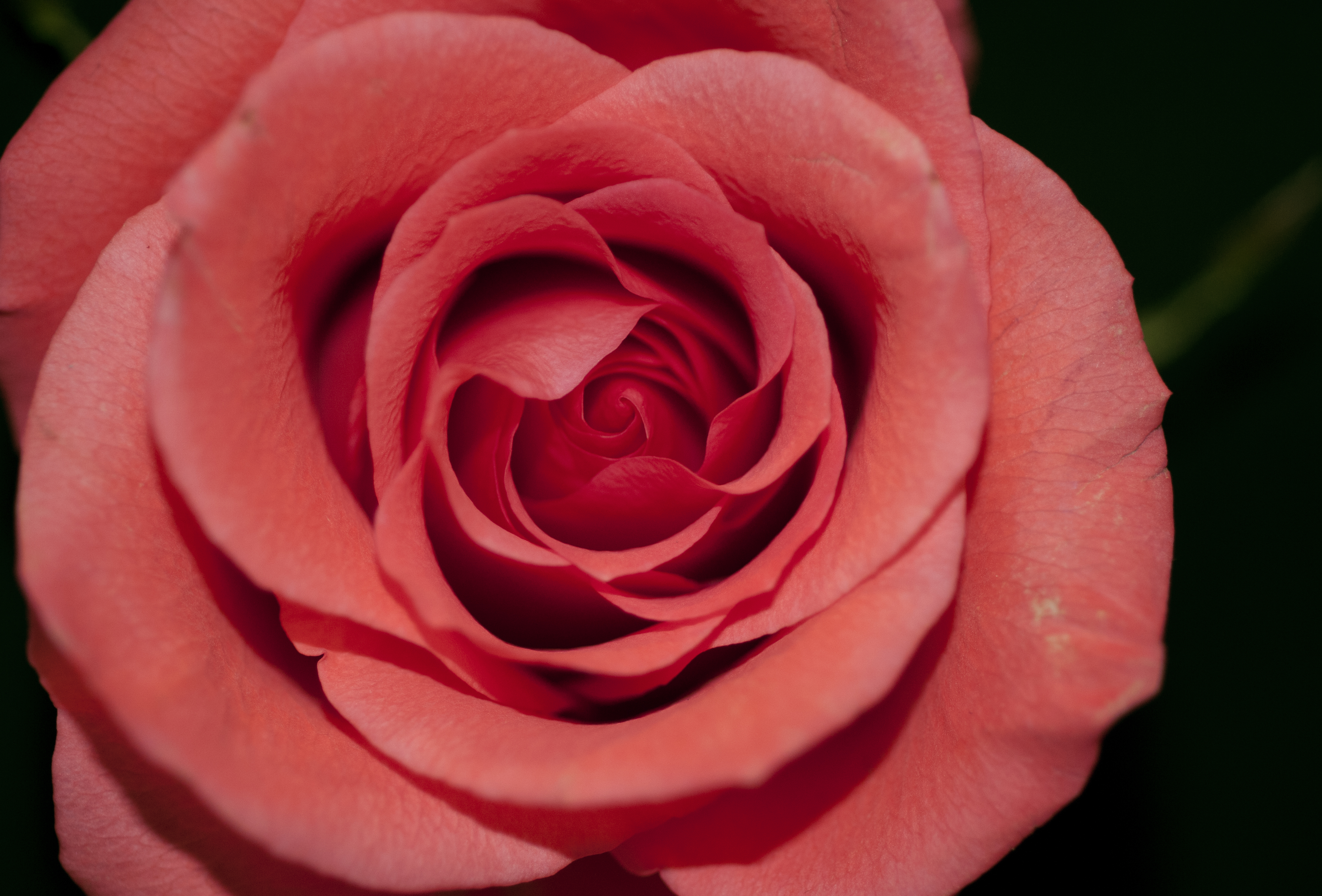 alt="rose flower depression"